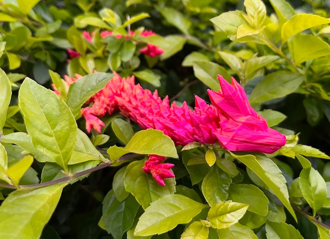 3D Printed Dragon Egg, 12inch Dragon Fidget Toys with Wings Easter Basket Stuffers Executive Desk Toys Crystal Dragon for Autism/ADHD Home Office Decor