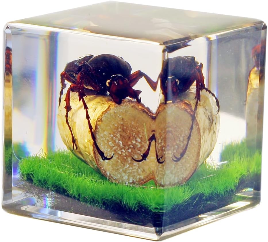 REALBUG Real Antler Horned Beetle Cube Desk Decoration